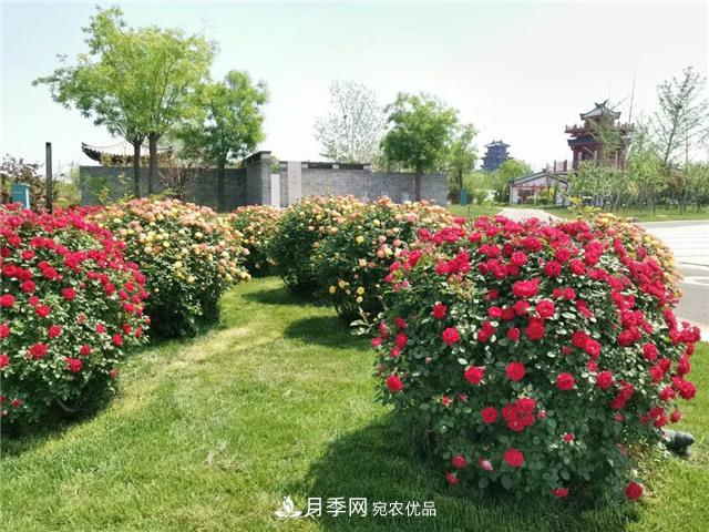 衡水街頭開滿月季花，又香又美人人夸！(圖3)