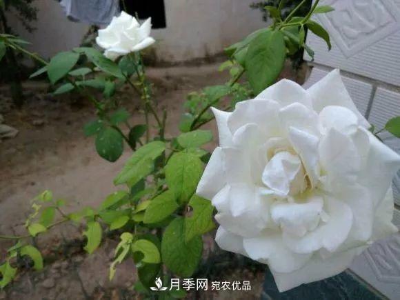 匯集17種中國古老月季，讓中國月季流傳下來(圖6)