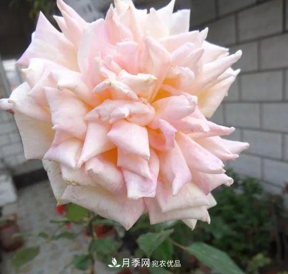 匯集17種中國古老月季，讓中國月季流傳下來(圖15)