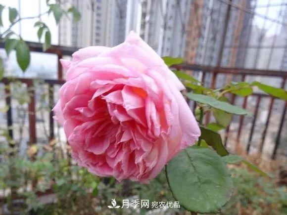 匯集17種中國古老月季，讓中國月季流傳下來(圖11)
