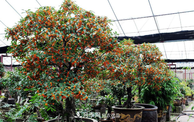 養(yǎng)護盆栽桂花，4方面做到位，9月到11月開花更多更香(圖2)