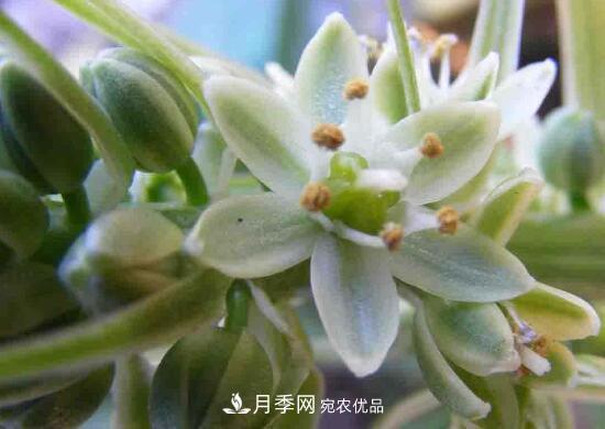 萬年青有哪些品種，萬年青的品種圖片大全(圖3)