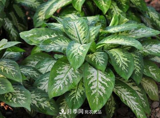 萬年青有哪些品種，萬年青的品種圖片大全(圖1)