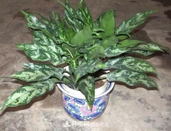 萬年青有哪些品種，萬年青的品種圖片大全(圖5)