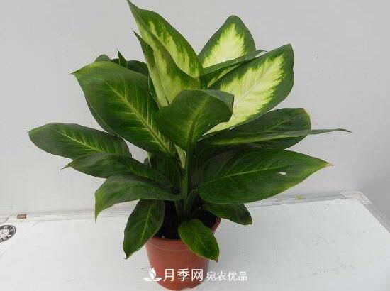 萬年青有哪些品種，萬年青的品種圖片大全(圖6)