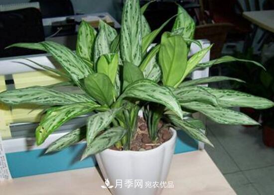 萬年青有哪些品種，萬年青的品種圖片大全(圖7)