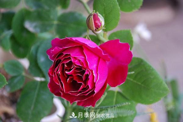 耐看的10種月季推薦：非常養(yǎng)眼，你養(yǎng)過(guò)幾種(圖5)