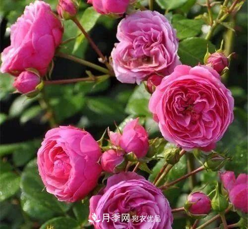 耐看的10種月季推薦：非常養(yǎng)眼，你養(yǎng)過(guò)幾種(圖6)
