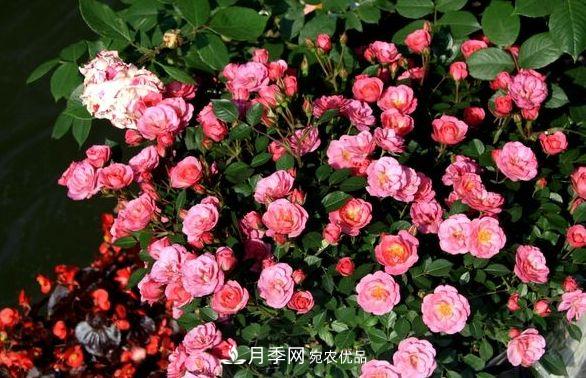 月季花很漂亮，但選購的時候認(rèn)準(zhǔn)這7個方法(圖2)