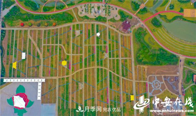 探訪第十屆中國(guó)月季展覽會(huì) 2000多種月季花月底綻放(圖6)