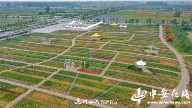 探訪第十屆中國(guó)月季展覽會(huì) 2000多種月季花月底綻放(圖7)