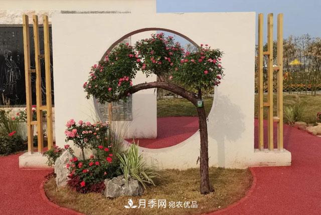 第十屆中國月季展覽會(huì)，南陽園和鄭州園亮相(圖3)