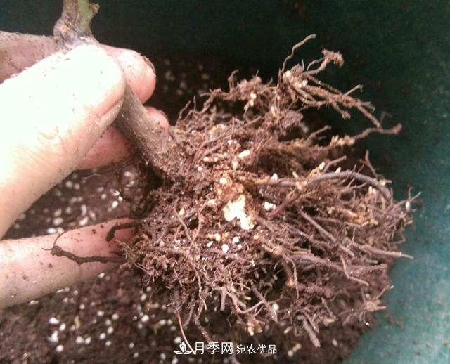 月季花的根系越養(yǎng)越差，難道是因?yàn)椴粫?huì)養(yǎng)？(圖1)