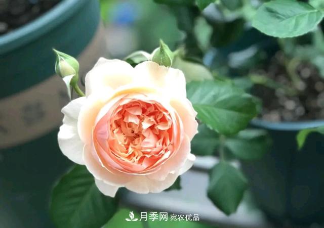 月季花的根系越養(yǎng)越差，難道是因?yàn)椴粫?huì)養(yǎng)？(圖2)