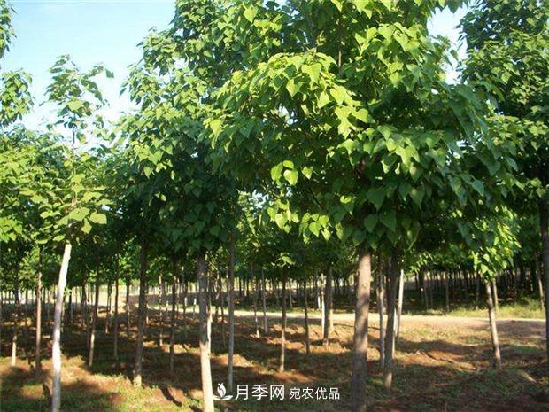 看木王楸樹的歷史，南陽楸樹苗木基地供應(yīng)(圖1)