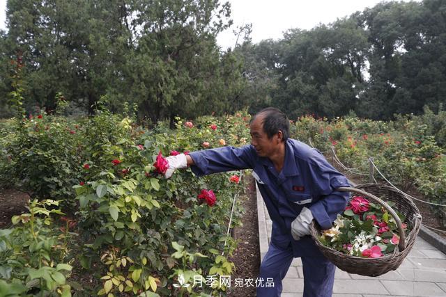 北京天壇公園國慶花壇亮相，萬株月季節(jié)日迎客(圖2)