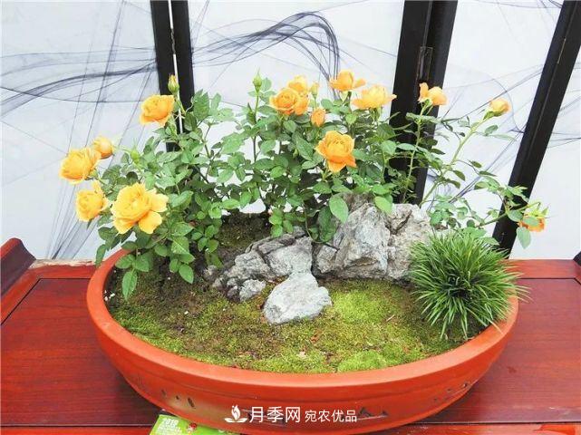 中國(guó)從月季大國(guó)走向月季強(qiáng)國(guó)還需邁過(guò)幾道坎(圖3)