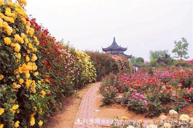 中國(guó)從月季大國(guó)走向月季強(qiáng)國(guó)還需邁過(guò)幾道坎(圖4)