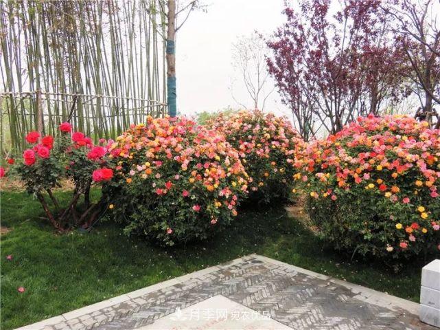 中國(guó)從月季大國(guó)走向月季強(qiáng)國(guó)還需邁過(guò)幾道坎(圖5)