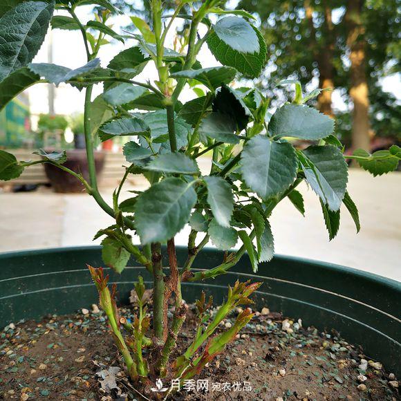 果汁陽臺(tái)月季好養(yǎng)嗎，一年開幾次花？(圖2)