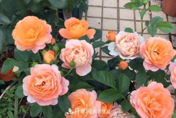 果汁陽臺(tái)月季好養(yǎng)嗎，一年開幾次花？(圖1)