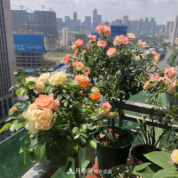 月季冬天放南陽臺好，還是北陽臺好(圖2)