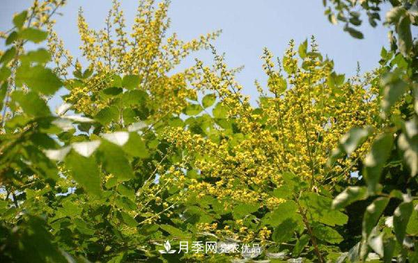 南陽(yáng)苗木：復(fù)羽葉欒樹與欒樹區(qū)別(圖2)
