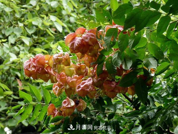 南陽(yáng)苗木：復(fù)羽葉欒樹與欒樹區(qū)別(圖1)