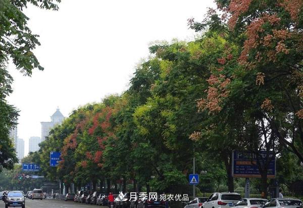 南陽(yáng)苗木：復(fù)羽葉欒樹與欒樹區(qū)別(圖3)