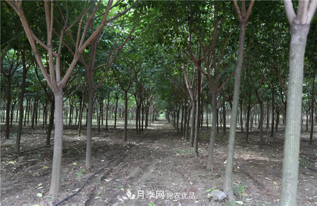 園林綠化設(shè)計(jì)中暴火的鄉(xiāng)土樹種櫸樹，是什么來(lái)頭？(圖1)