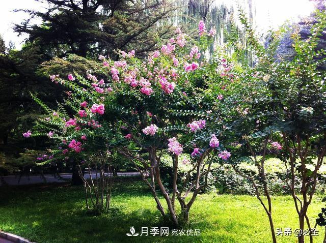 苗木市場已經(jīng)變了，法桐、國槐、欒樹、樸樹行情還行不行？(圖2)