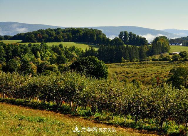 經(jīng)濟價值較高，適合在農(nóng)田種植的苗木有哪些？(圖2)