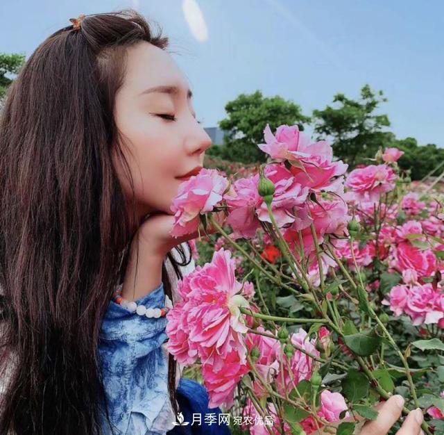 中國抖起來國慶網(wǎng)紅打卡地！蘇州月季花海等你來……(圖1)