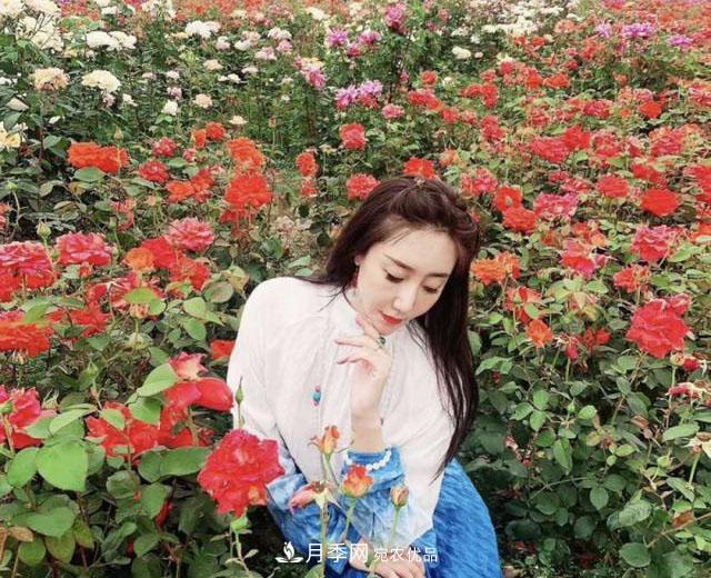 中國抖起來國慶網(wǎng)紅打卡地！蘇州月季花海等你來……(圖7)