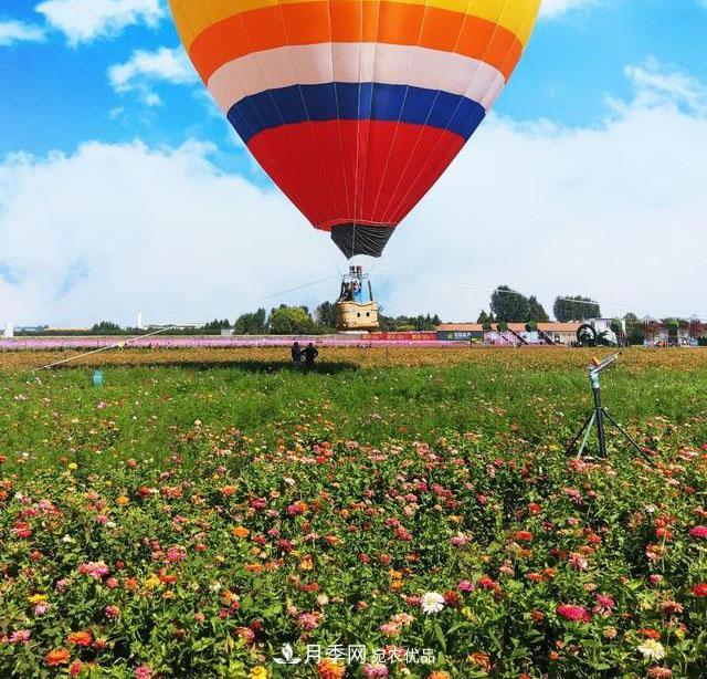 中國抖起來國慶網(wǎng)紅打卡地！蘇州月季花海等你來……(圖3)