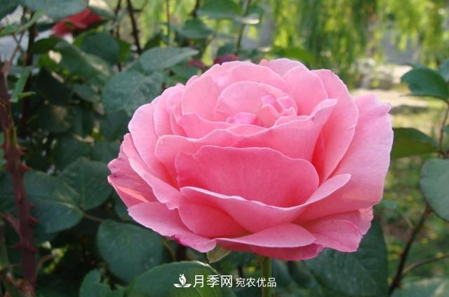 國慶長期不會養(yǎng)護月季？看這里(圖1)