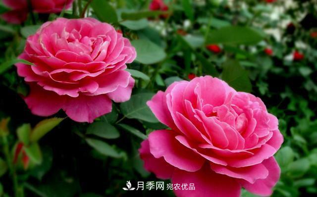 國慶長期不會養(yǎng)護月季？看這里(圖2)
