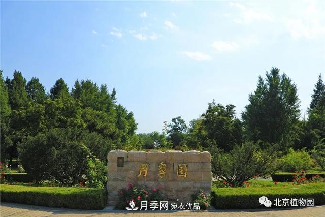 北京植物園月季花海進入盛花期，國慶觀賞正當時(圖1)