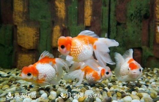 南陽鎮(zhèn)平：中國金魚之鄉(xiāng)，中國錦鯉之鄉(xiāng)的觀賞魚養(yǎng)殖產(chǎn)業(yè)(圖1)
