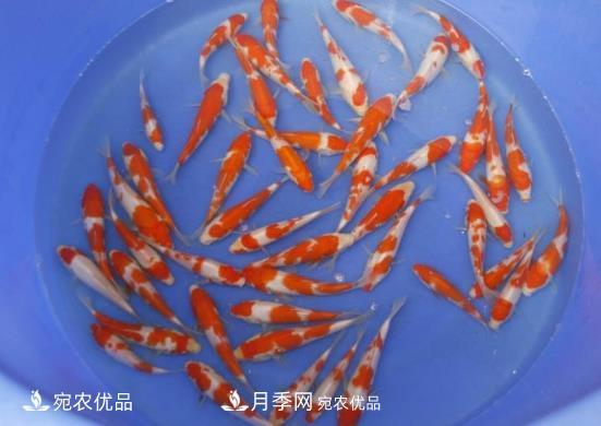 南陽鎮(zhèn)平：中國金魚之鄉(xiāng)，中國錦鯉之鄉(xiāng)的觀賞魚養(yǎng)殖產(chǎn)業(yè)(圖3)