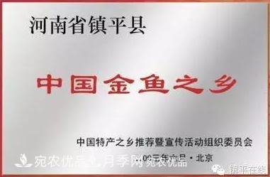 南陽鎮(zhèn)平：中國金魚之鄉(xiāng)，中國錦鯉之鄉(xiāng)的觀賞魚養(yǎng)殖產(chǎn)業(yè)(圖2)