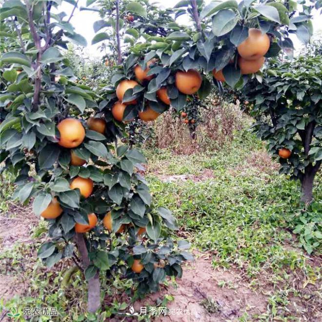南水北調有機寶盈蜜梨，南陽淅川特產(chǎn)水果批發(fā)(圖5)