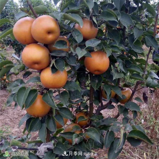 南水北調有機寶盈蜜梨，南陽淅川特產(chǎn)水果批發(fā)(圖1)