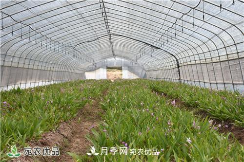 白芨種苗應(yīng)該怎么挑選？種植方法是什么？南陽基地為你講解(圖2)