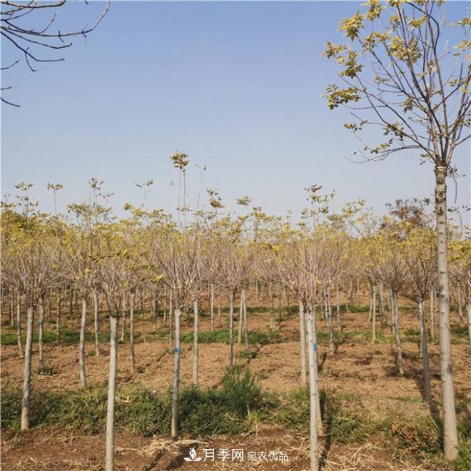 金葉復(fù)葉槭南陽基地直銷，3-10公分報(bào)價(jià)(圖4)