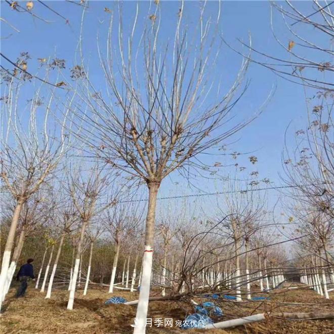 金葉復(fù)葉槭南陽基地直銷，3-10公分報(bào)價(jià)(圖3)
