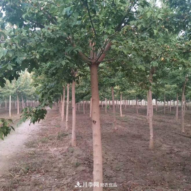 金葉復(fù)葉槭南陽基地直銷，3-10公分報(bào)價(jià)(圖2)