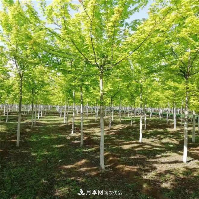 金葉復(fù)葉槭南陽基地直銷，3-10公分報(bào)價(jià)(圖1)