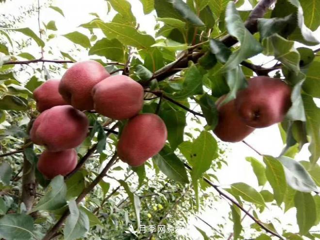 1-3年生全紅梨樹苗方城基地直銷！成活率高 價值突出(圖3)