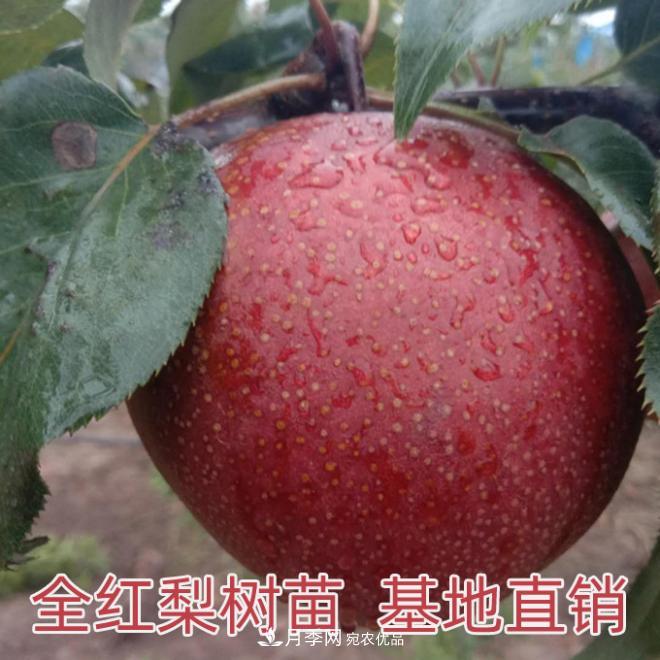 1-3年生全紅梨樹苗方城基地直銷！成活率高 價值突出(圖1)
